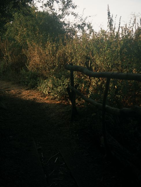 A rustic outdoor scene featuring a simple, weathered wooden bench with dark, slightly worn paint, positioned on a dirt path alongside dense, overgrown shrubbery and tall grasses. In the background, th