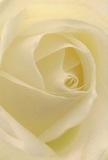 As if inviting you to drift into its supple embrace, this cream-hued rose blooms in breathtaking close-up-each petal unfolding with the delicacy of morning light streaming onto Romford's bustling marketplace. The composition draws you into its spiraled core, where pale ivory gives way to soft taupe, and the plush texture almost begs to be touched. Fine shadows nestle in the folds, adding dimension and a sense of quiet drama to the scene. The atmosphere resonates with peace and gentle optimism, not unlike the first notes of spring in Harefield Road gardens. This rose encapsulates purity and reverence, making it an ideal expression for offering condolences, admiration, or celebrating fresh starts within the Romford community. One can almost sense the promise of its subtle, honeyed fragrance-faint, reassuring, and deeply consoling. Beyond its elegant form, the image speaks to the careful artistry and heartfelt intent every Romford florist pours into their work, capturing the very spirit behind each meaningful bouquet arranged for delivery throughout the area.